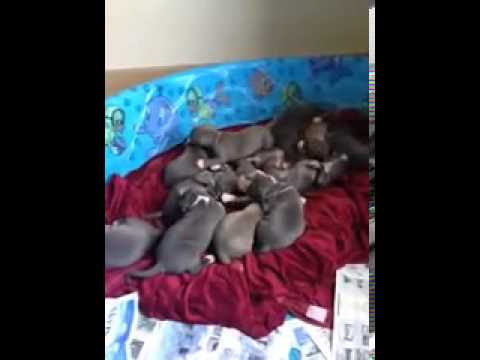 Big Blue Pits!! Excellent Bloodlines!!