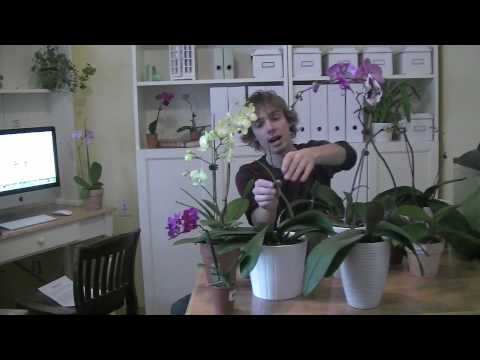 how to care for orchids at home