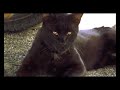 DVX100B Test Footage - Short Version DVX100B Test Footage - Short Version