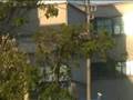 videos de arvores