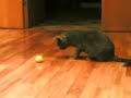Lublu y la Pelota