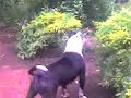 TUKA E SHYVA 2 TUKA E SHYVA 2