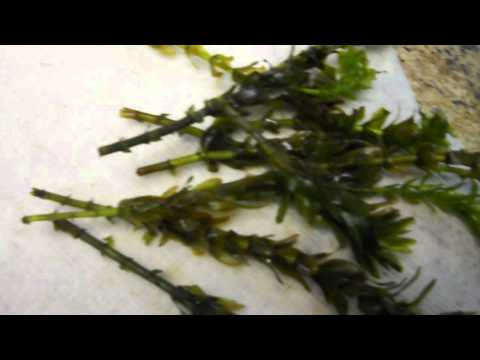 how to transplant aquarium plants