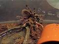 Golden Knee Tarantula vs. Fuzzy Mouse