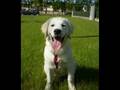 Cuccioli Golden Retriever