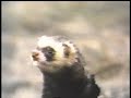 When nature calls Troma Trailer