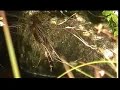 The Dodder Part 1
