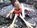 ork gallina assassina caco dileronny ronnydile