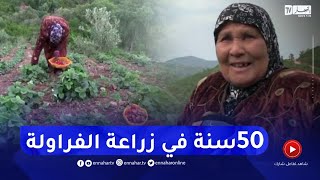 سكيكدة: العجوز خديجة العايب.. 50 سنة في زراعة الفراولة