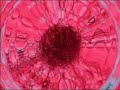 Pink Floyd Pow R. Toc H Kalei