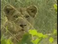 sandy patch lioness with baboon kill pt 1