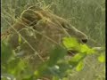 sandy patch lioness with baboon kill pt 1