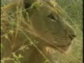 sandy patch lioness with baboon kill pt 1