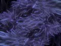 Anemone experiemental