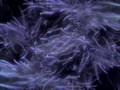 Anemone experiemental