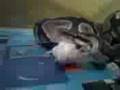 piton regius comiendo 2