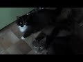 Куча голодных котов / Lots of hungry cats