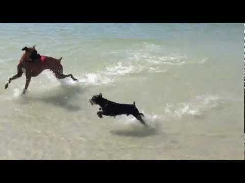 Jake and Captain On The Beach