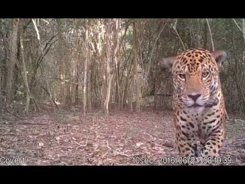Adult Male Jaguar «SAMSON»