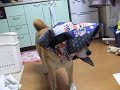 Click here to watch this video 柴犬センちゃん：まちこ巻き