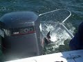Ucluelet, \"The Longstone\" 15 Lb. Coho pt.2