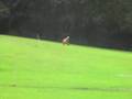 Afgano video