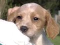 Welche Hunderasse passt zu mir? Was ist zu beachten und welche Unterschiede gibt es? Weitere Informationen Rund um das Thema Hund unter www.royal-canin.de Alle Videos zum Thema Hund von ROYAL CANIN finden Sie unter http