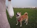 柴犬動画
