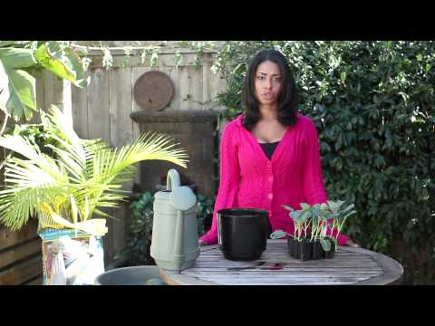 how to transplant flowers into pots