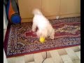Doggy and duck - Hayvan Videoları
