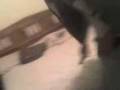 videos de ::::EL RIDICULO DE LARGO::::