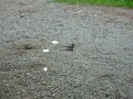 Up Close Bird Shot