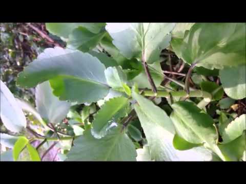how to transplant kalanchoe plants