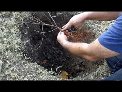 Planting Fruit Trees to Grow Your Own Healthy Survival Food