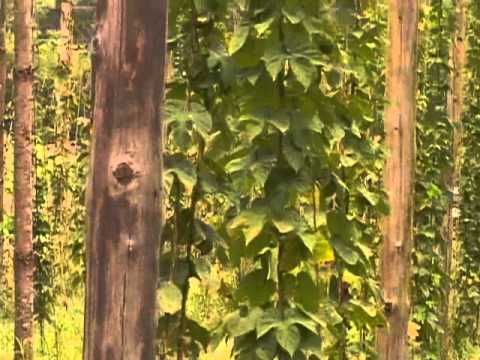 how to grow hops in nc