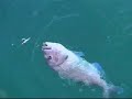 Pesca al jigging Vol. 4