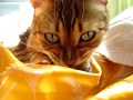 かわいい〜★日光浴猫♪A sunbathing cat