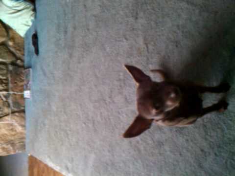 Ninja the flipping dog!