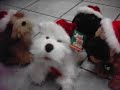 Perros pose�dos