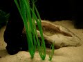 T. Abei feeding on a Mussel