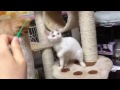 Click here to watch this video 遊ぶニャンコと、、、ワンコ