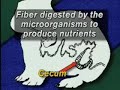 What is the digestive process for rabbits?