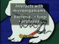 What is the digestive process for rabbits?