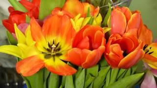 Time Lapse - Цветы Тюльпаны распускаются