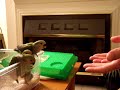 5weekold-lovebird-2nd-flight.html