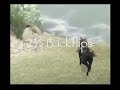 SotC Glitches and Stuff