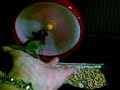 my sugar glider chibi 1