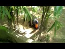 Road Trip 2: Bali Day 5: video tour of Bali Bird Park Road Trip 2: Bali Day 5: video tour of Bali Bird Park