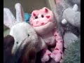 my webkinz pets