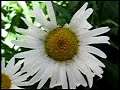 Daises